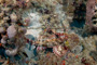 slides/_MG_1608_Edit.jpg Coral Sea Fans Rocks, Scorpionfish, Underwater _MG_1608_Edit