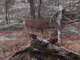 slides/IMG_9429.jpg Deer IMG_9429