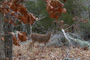 slides/_MG_2342.jpg Deer _MG_2342