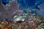 slides/_MG_4597_Edit.jpg Ray, Underwater _MG_4597_Edit