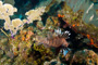 slides/_MG_4602_Edit.jpg Coral Sea Fans Rocks, Lionfish, Underwater _MG_4602_Edit