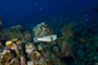 slides/_MG_4606.jpg Coral Sea Fans Rocks, Puffer, Underwater _MG_4606