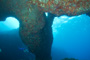 slides/_MG_4709.jpg Coral Sea Fans Rocks, Underwater _MG_4709