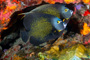 slides/_MG_4724_Edit.jpg Angelfish, French Angel, Underwater _MG_4724_Edit