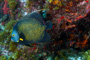 slides/_MG_4728_Edit.jpg Angelfish, Coral Sea Fans Rocks, French Angel, Underwater _MG_4728_Edit