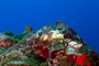 slides/_MG_4767_Edit.jpg Coral Sea Fans Rocks, Underwater _MG_4767_Edit