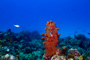 slides/_MG_4791_Edit.jpg Coral Sea Fans Rocks, Underwater _MG_4791_Edit