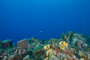 slides/_MG_4838.jpg Coral Sea Fans Rocks, Underwater _MG_4838