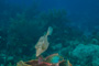 slides/_MG_4841.jpg Coral Sea Fans Rocks, Underwater _MG_4841