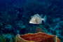 slides/_MG_4843_Edit.jpg Coral Sea Fans Rocks, Underwater _MG_4843_Edit