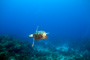 slides/_MG_4849_Edit.jpg Coral Sea Fans Rocks, Turtle, Underwater _MG_4849_Edit