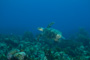 slides/_MG_4852.jpg Coral Sea Fans Rocks, Turtle, Underwater _MG_4852