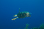 slides/_MG_4857.jpg Coral Sea Fans Rocks, Turtle, Underwater _MG_4857