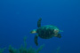 slides/_MG_4858.jpg Coral Sea Fans Rocks, Turtle, Underwater _MG_4858