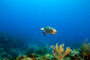 slides/_MG_4860_Edit.jpg Coral Sea Fans Rocks, Turtle, Underwater _MG_4860_Edit