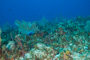 slides/_MG_4907.jpg Coral Sea Fans Rocks, Underwater _MG_4907