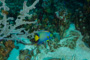 slides/_MG_4915.jpg Angelfish, Coral Sea Fans Rocks, Queen Angel, Underwater _MG_4915