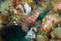 slides/_MG_4928.jpg Coral Sea Fans Rocks, Lionfish, Underwater _MG_4928