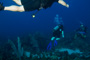 slides/_MG_4932.jpg Coral Sea Fans Rocks, Underwater _MG_4932