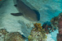 slides/_MG_4938.jpg Coral Sea Fans Rocks, Nurse Shark, Underwater _MG_4938