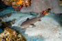 slides/_MG_4944_Edit.jpg Coral Sea Fans Rocks, Nurse Shark, Underwater _MG_4944_Edit