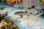 slides/_MG_4953_Edit.jpg Coral Sea Fans Rocks, Nurse Shark, Underwater _MG_4953_Edit