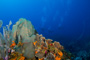 slides/_MG_4954.jpg Coral Sea Fans Rocks, Underwater _MG_4954