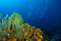 slides/_MG_4954_Edit.jpg Coral Sea Fans Rocks, Underwater _MG_4954_Edit