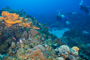 slides/_MG_4965.jpg Coral Sea Fans Rocks, Underwater _MG_4965