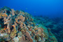 slides/_MG_4966.jpg Coral Sea Fans Rocks, Underwater _MG_4966