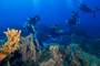 slides/_MG_4968.jpg Coral Sea Fans Rocks, Underwater _MG_4968