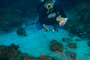 slides/_MG_4970.jpg Captain Frank, Coral Sea Fans Rocks, Underwater _MG_4970