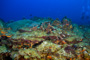 slides/_MG_4977_Edit.jpg Coral Sea Fans Rocks, Underwater _MG_4977_Edit