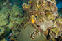 slides/_MG_4978.jpg Coral Sea Fans Rocks, Underwater _MG_4978