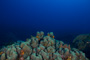 slides/_MG_4992.jpg Coral Sea Fans Rocks, Underwater _MG_4992