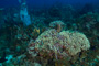 slides/_MG_5007.jpg Coral Sea Fans Rocks, Underwater _MG_5007