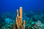 slides/_MG_5011_Edit.jpg Coral Sea Fans Rocks, Underwater _MG_5011_Edit