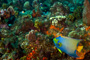 slides/_MG_5016_Edit.jpg Angelfish, Coral Sea Fans Rocks, Queen Angel, Underwater _MG_5016_Edit