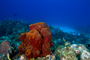 slides/_MG_5018_Edit.jpg Coral Sea Fans Rocks, Underwater _MG_5018_Edit