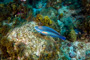 slides/_MG_5031_Edit.jpg Coral Sea Fans Rocks, Parrotfish, Underwater _MG_5031_Edit