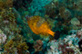 slides/_MG_5037.jpg Coral Sea Fans Rocks, Underwater, Whitespotted Filefish _MG_5037