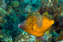 slides/_MG_5039_Edit.jpg Coral Sea Fans Rocks, Underwater, Whitespotted Filefish _MG_5039_Edit