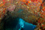 slides/_MG_5127_Edit.jpg Coral Sea Fans Rocks, Underwater _MG_5127_Edit