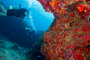 slides/_MG_5129_Edit.jpg Coral Sea Fans Rocks, Underwater _MG_5129_Edit