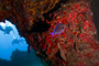 slides/_MG_5175_Edit.jpg Coral Sea Fans Rocks, Underwater _MG_5175_Edit