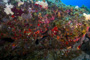 slides/_MG_5215_Edit.jpg Coral Sea Fans Rocks, Underwater _MG_5215_Edit