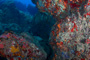 slides/_MG_5221.jpg Coral Sea Fans Rocks, Underwater _MG_5221