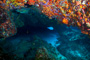 slides/_MG_5230_Edit.jpg Coral Sea Fans Rocks, Underwater _MG_5230_Edit