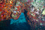 slides/_MG_5242.jpg Coral Sea Fans Rocks, Underwater _MG_5242