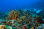 slides/_MG_5275_Edit.jpg Coral Sea Fans Rocks, Underwater _MG_5275_Edit